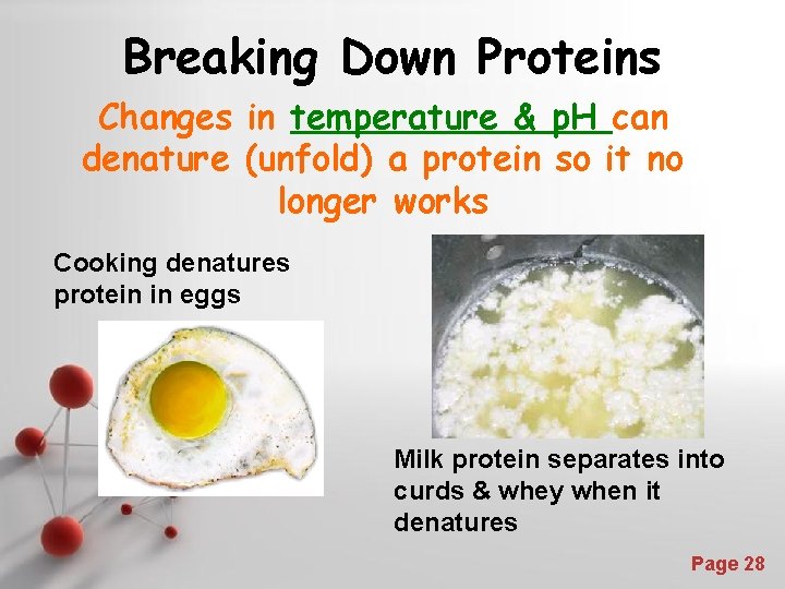 Breaking Down Proteins Changes in temperature & p. H can denature (unfold) a protein