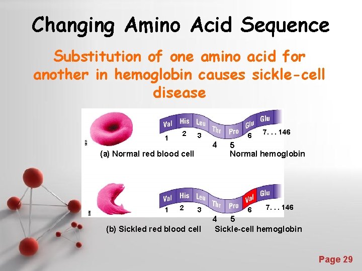 Changing Amino Acid Sequence Substitution of one amino acid for another in hemoglobin causes