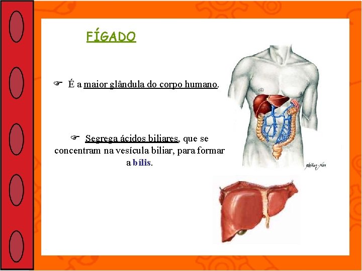 FÍGADO É a maior glândula do corpo humano. Segrega ácidos biliares, que se concentram