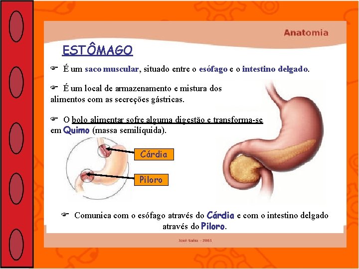 ESTÔMAGO É um saco muscular, situado entre o esófago e o intestino delgado. É