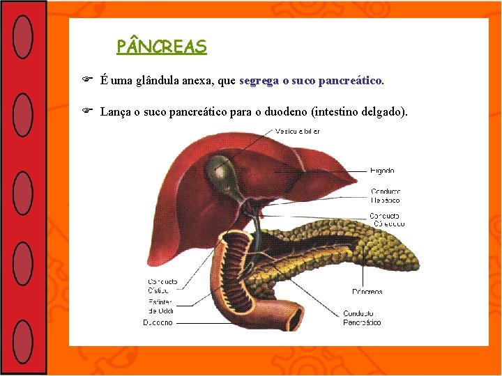 P NCREAS É uma glândula anexa, que segrega o suco pancreático. Lança o suco