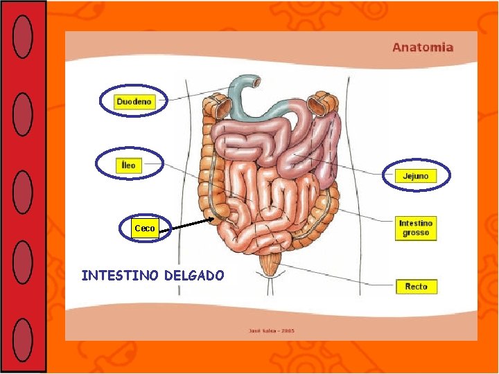 Ceco INTESTINO DELGADO 