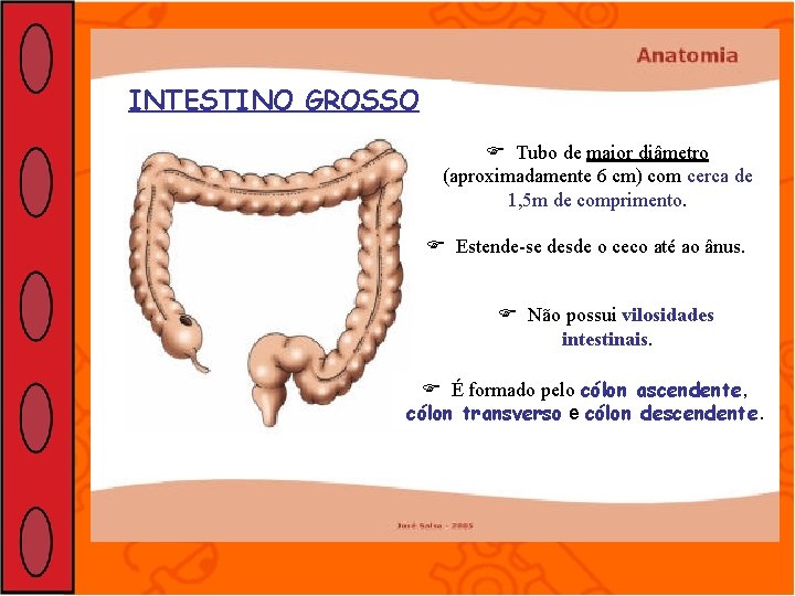 INTESTINO GROSSO Tubo de maior diâmetro (aproximadamente 6 cm) com cerca de 1, 5