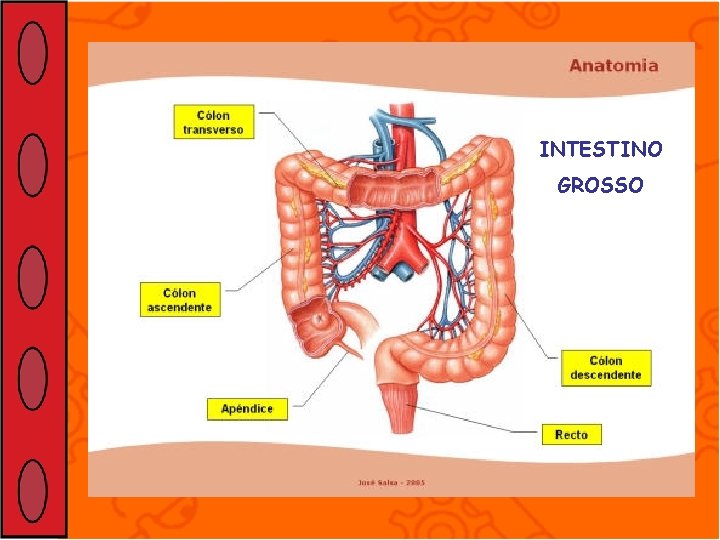 INTESTINO GROSSO 