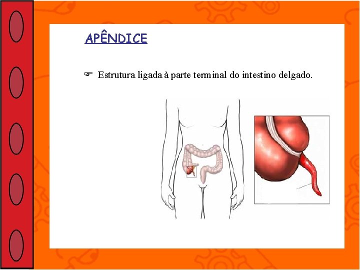 APÊNDICE Estrutura ligada à parte terminal do intestino delgado. 