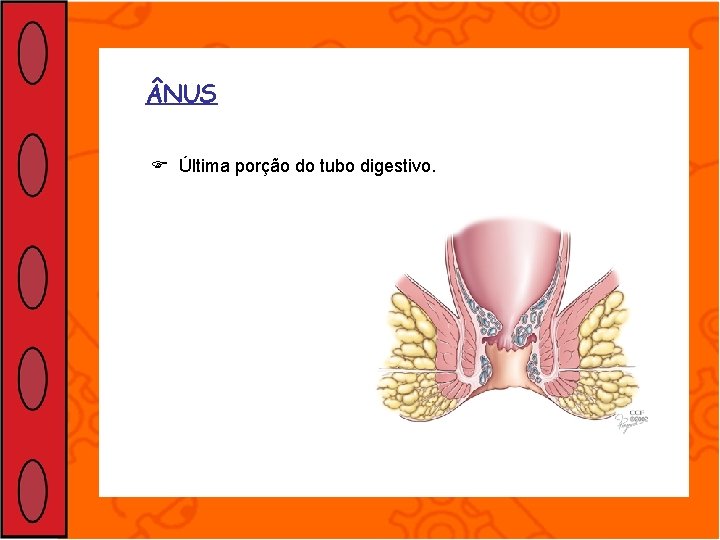  NUS Última porção do tubo digestivo. 