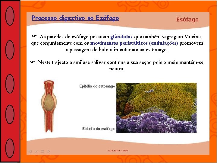 Processo digestivo no Esófago As paredes do esófago possuem glândulas que também segregam Mucina,