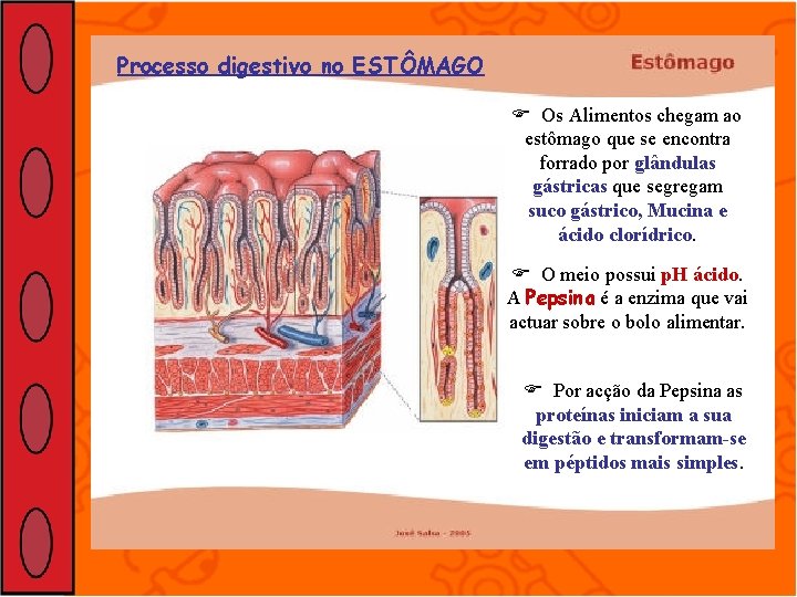 Processo digestivo no ESTÔMAGO Os Alimentos chegam ao estômago que se encontra forrado por