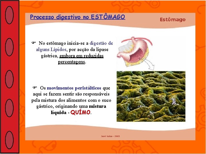 Processo digestivo no ESTÔMAGO No estômago inicia-se a digestão de alguns Lípidos, por acção