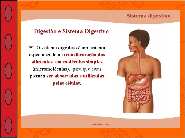 Digestão e Sistema Digestivo O sistema digestivo é um sistema especializado na transformação dos