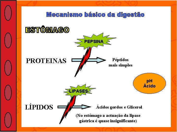 PEPSINA PROTEINAS Péptidos mais simples p. H Ácido LIPASES LÍPIDOS Ácidos gordos e Glicerol