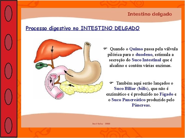 Processo digestivo no INTESTINO DELGADO Quando o Quimo passa pela válvula pilórica para o