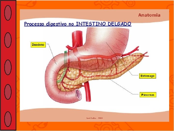 Processo digestivo no INTESTINO DELGADO 