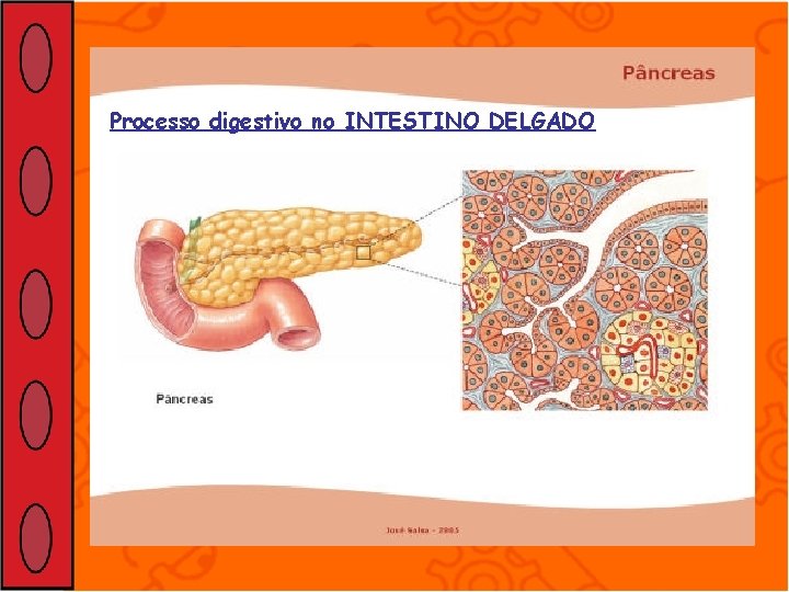 Processo digestivo no INTESTINO DELGADO 