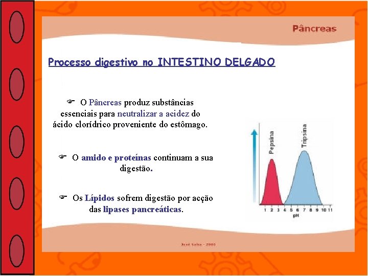 Processo digestivo no INTESTINO DELGADO O Pâncreas produz substâncias essenciais para neutralizar a acidez