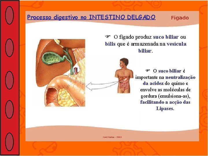 Processo digestivo no INTESTINO DELGADO O fígado produz suco biliar ou bílis que é