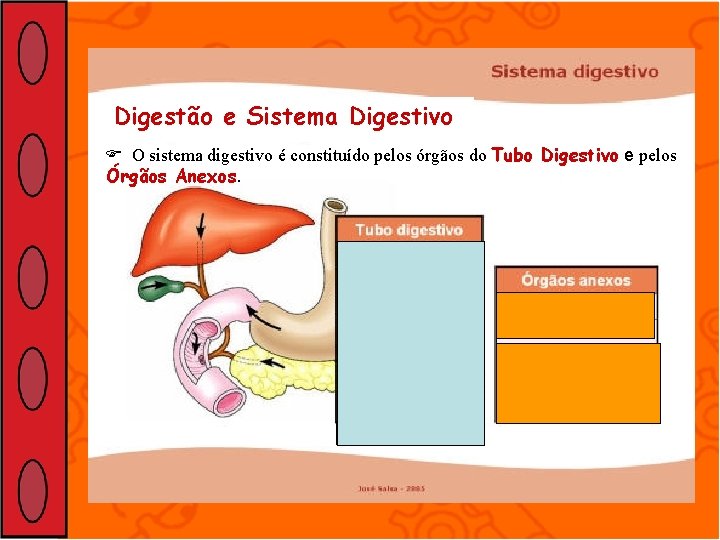Digestão e Sistema Digestivo O sistema digestivo é constituído pelos órgãos do Tubo Digestivo