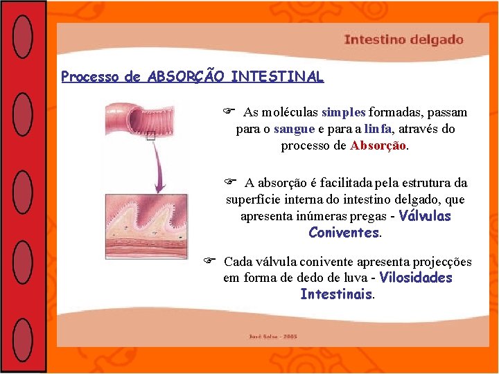 Processo de ABSORÇÃO INTESTINAL As moléculas simples formadas, passam para o sangue e para