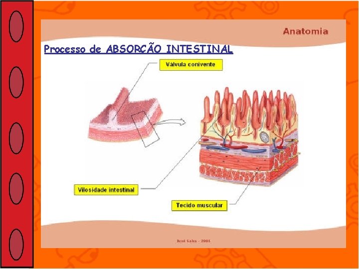 Processo de ABSORÇÃO INTESTINAL 