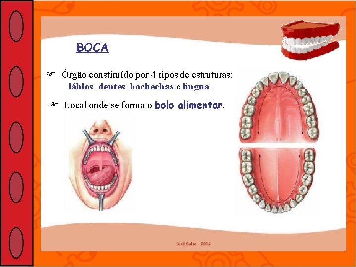 BOCA Órgão constituído por 4 tipos de estruturas: lábios, dentes, bochechas e língua. Local