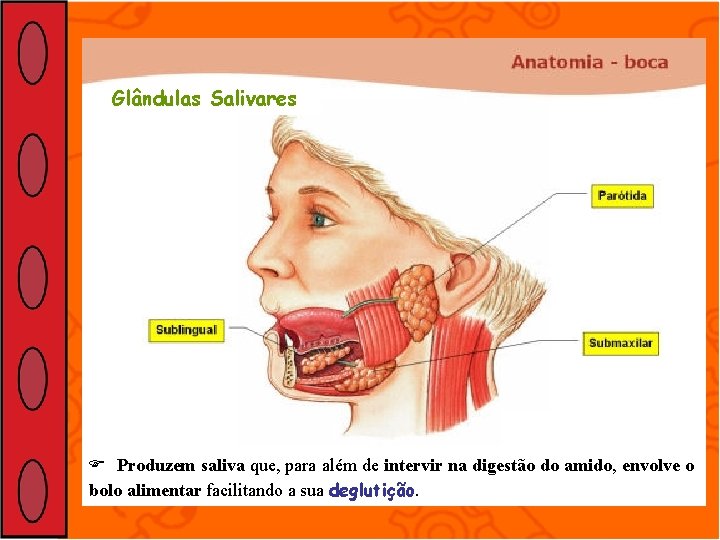 Glândulas Salivares Produzem saliva que, para além de intervir na digestão do amido, envolve