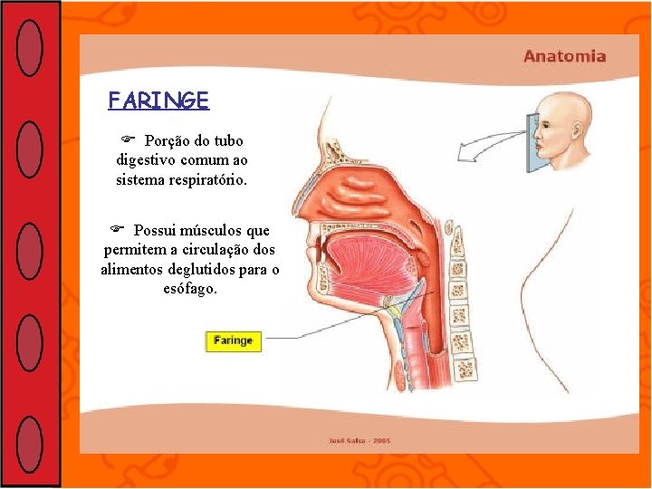 FARINGE Porção do tubo digestivo comum ao sistema respiratório. Possui músculos que permitem a