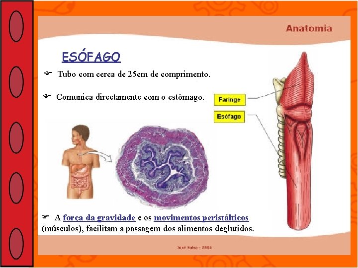 ESÓFAGO Tubo com cerca de 25 cm de comprimento. Comunica directamente com o estômago.