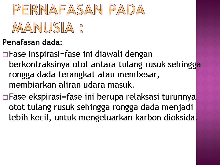 Penafasan dada: � Fase inspirasi=fase ini diawali dengan berkontraksinya otot antara tulang rusuk sehingga