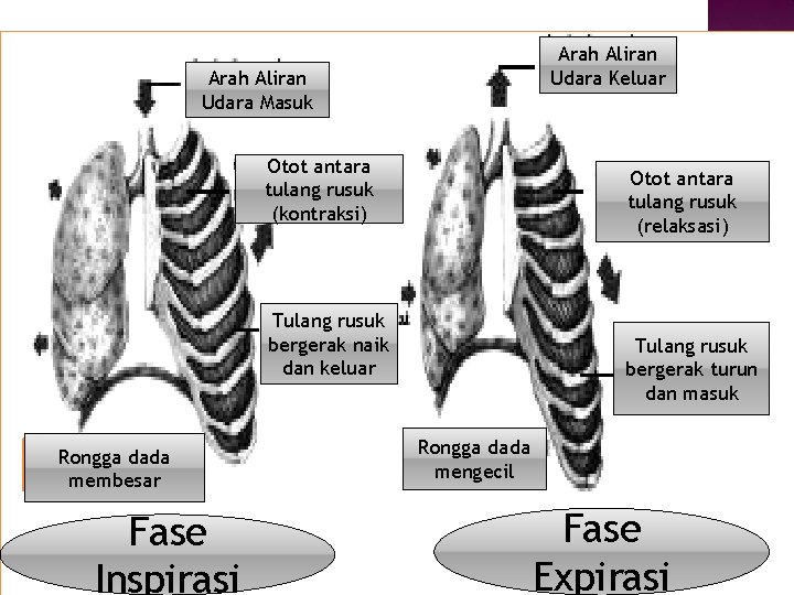 Arah Aliran Udara Keluar Arah Aliran Udara Masuk Otot antara tulang rusuk (kontraksi) Otot