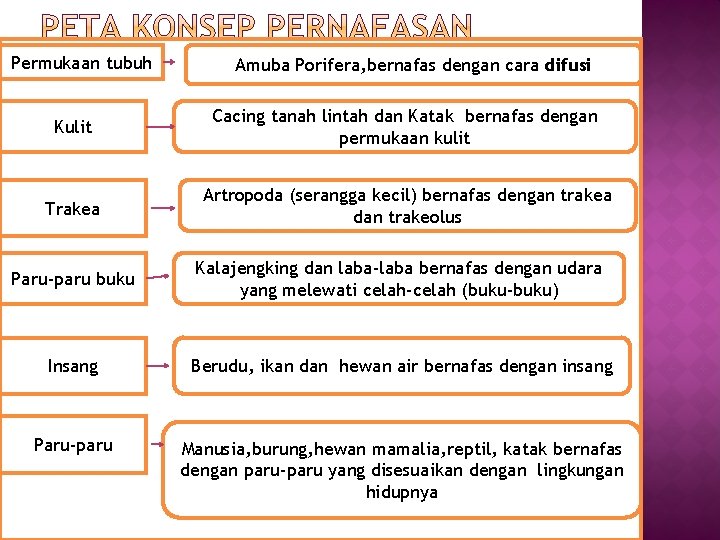 Permukaan tubuh Amuba Porifera, bernafas dengan cara difusi Kulit Cacing tanah lintah dan Katak