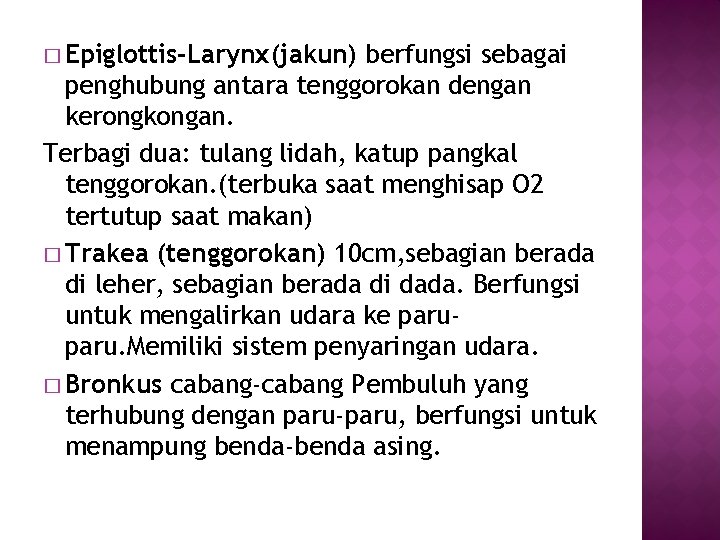 � Epiglottis-Larynx(jakun) berfungsi sebagai penghubung antara tenggorokan dengan kerongkongan. Terbagi dua: tulang lidah, katup