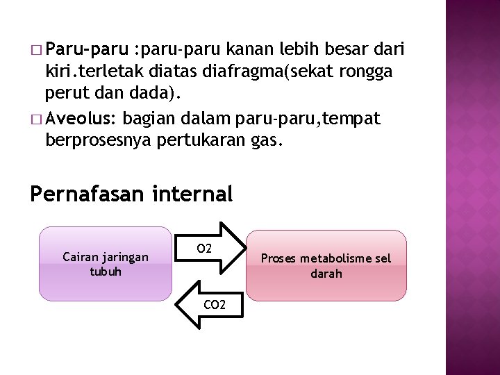 � Paru-paru : paru-paru kanan lebih besar dari kiri. terletak diatas diafragma(sekat rongga perut