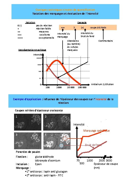 Quelques techniques simples de quantification Notation des marquages et évaluation de l'intensité 0 (-)