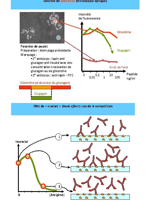 contrôle de spécificité (microscopie optique) Intensité de fluorescence Glicentine Pancréas de poulet Préparation :