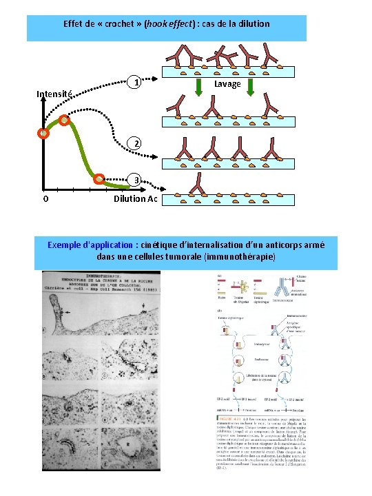 Effet de « crochet » (hook effect) : cas de la dilution Intensité 1