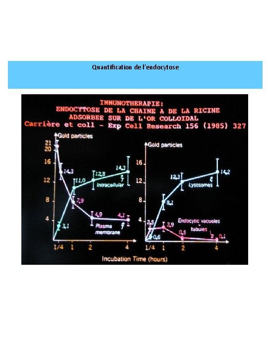 Quantification de l’endocytose 