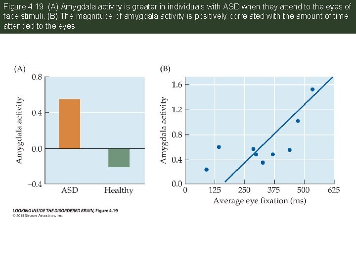 Figure 4. 19 (A) Amygdala activity is greater in individuals with ASD when they