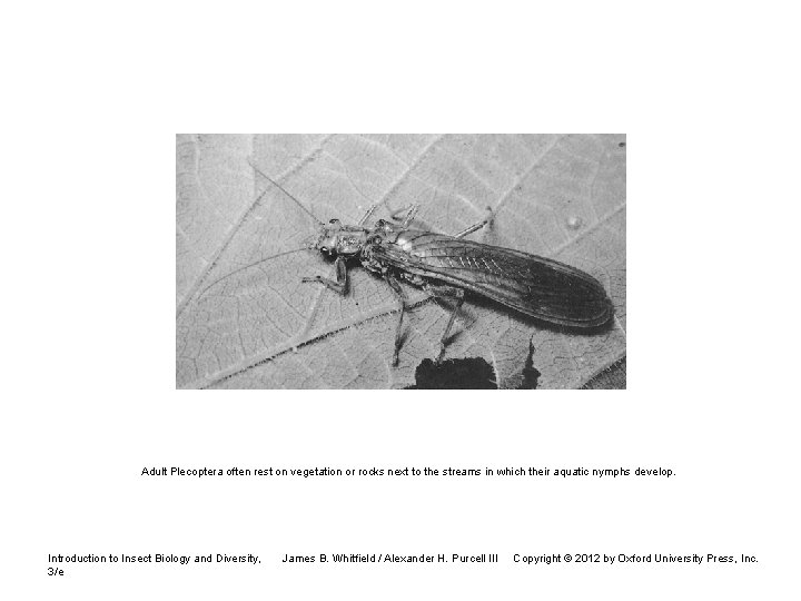 Adult Plecoptera often rest on vegetation or rocks next to the streams in which