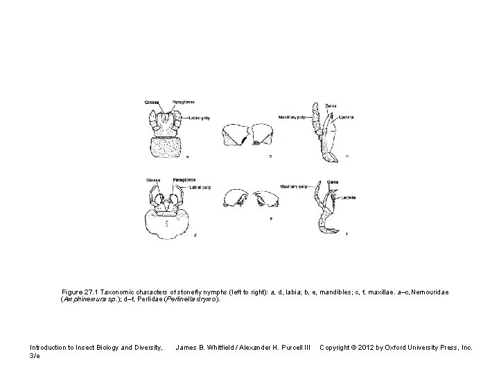 Figure 27. 1 Taxonomic characters of stonefly nymphs (left to right): a, d, labia;