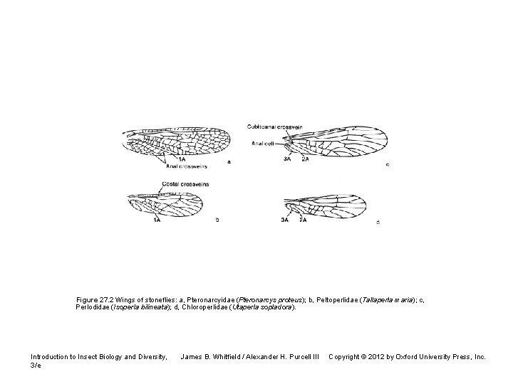 Figure 27. 2 Wings of stoneflies: a, Pteronarcyidae (Pteronarcys proteus); b, Peltoperlidae (Tallaperla maria);