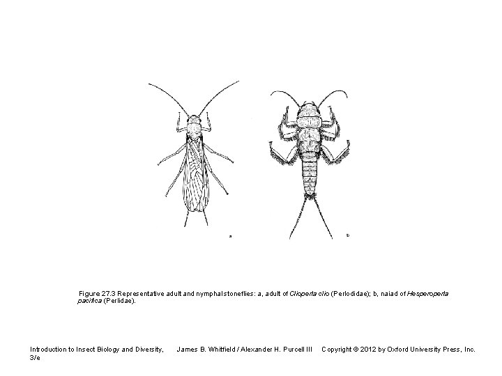 Figure 27. 3 Representative adult and nymphal stoneflies: a, adult of Clioperla clio (Perlodidae);