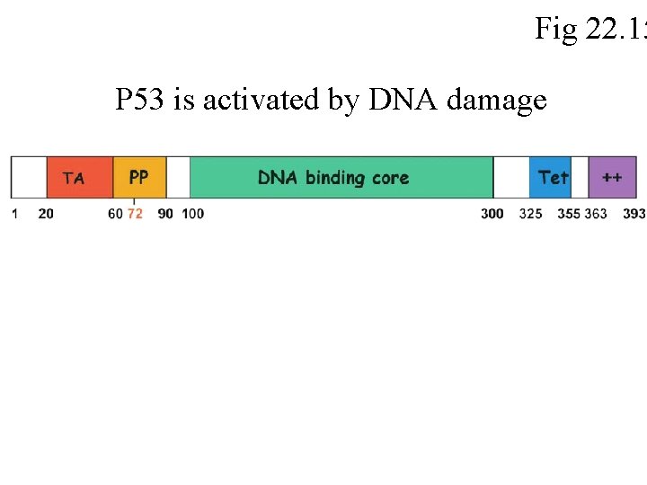 Fig 22. 15 P 53 is activated by DNA damage 