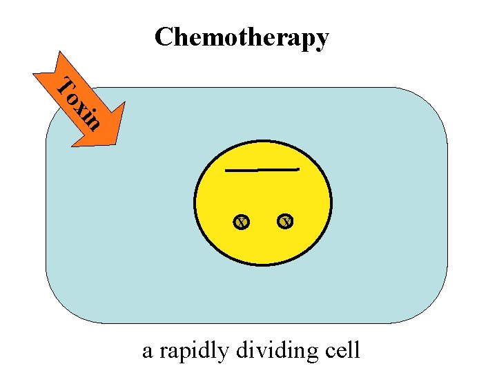 Chemotherapy xin To X X a rapidly dividing cell 