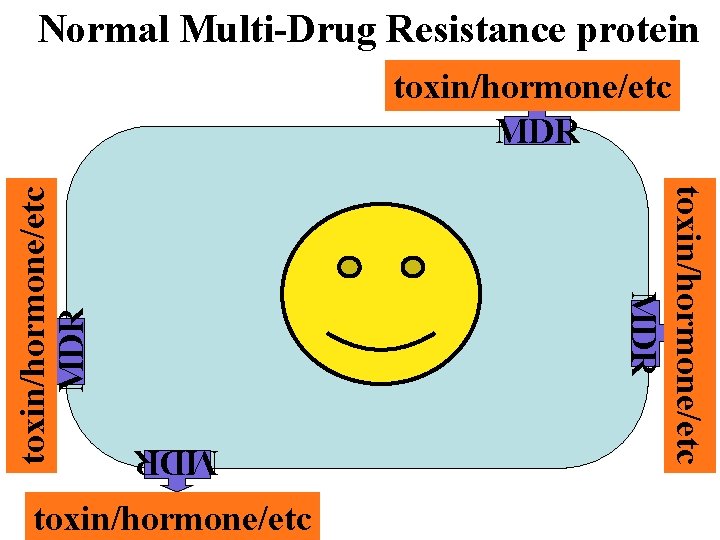 Normal Multi-Drug Resistance protein MDR toxin/hormone/etc MDR 