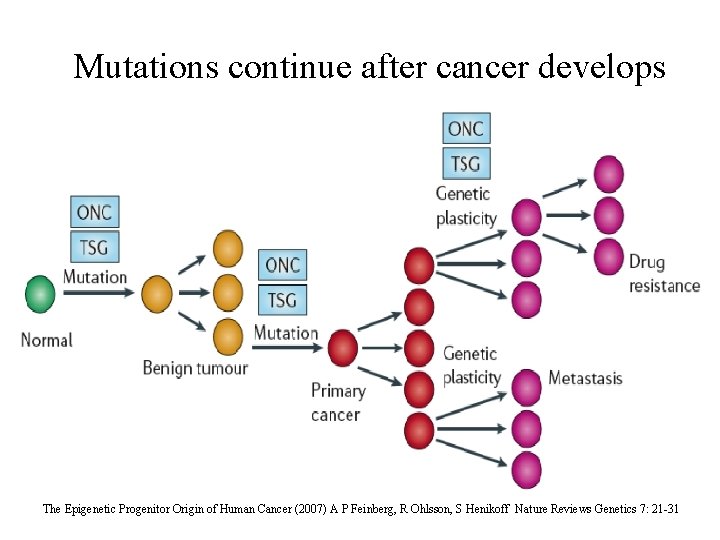 Mutations continue after cancer develops The Epigenetic Progenitor Origin of Human Cancer (2007) A