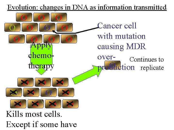 Evolution: changes in DNA as information transmitted O O O Apply chemotherapy X X