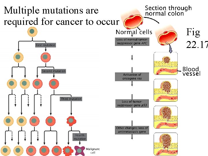 Multiple mutations are required for cancer to occur Fig 22. 17 