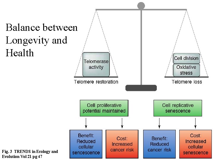 Balance between Longevity and Health Fig. 3 TRENDS in Ecology and Evolution Vol 21