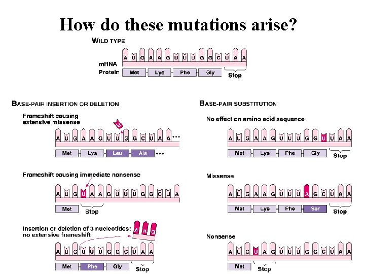 How do these mutations arise? 