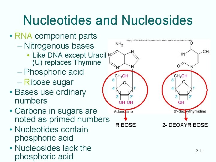 Nucleotides and Nucleosides • RNA component parts – Nitrogenous bases • Like DNA except